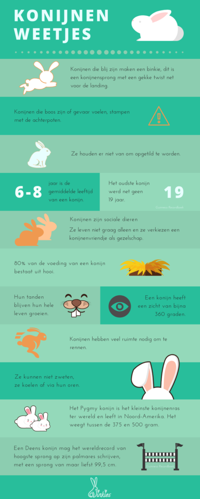 konijnen infographic