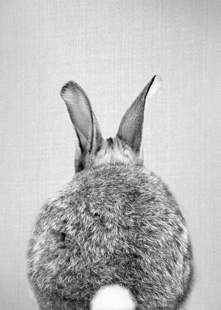 black & white bunnybutt